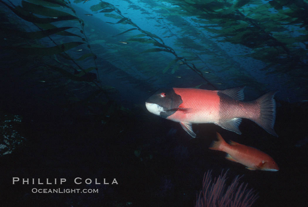 California sheephead, male. Santa Barbara Island, USA, Semicossyphus pulcher, natural history stock photograph, photo id 01125