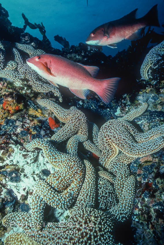 Sheephead and starfish, Roca Ben., Semicossyphus pulcher, natural history stock photograph, photo id 03733