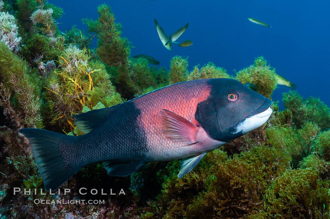 Sheephead wrasse, adult male coloration. Guadalupe Island (Isla Guadalupe), Baja California, Mexico, Semicossyphus pulcher, natural history stock photograph, photo id 09625