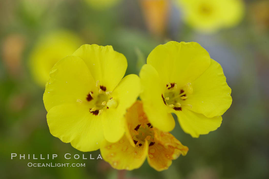 California sun cup blooms in spring, Batiquitos Lagoon, Carlsbad. USA, Cammisonia bistorta, natural history stock photograph, photo id 11348