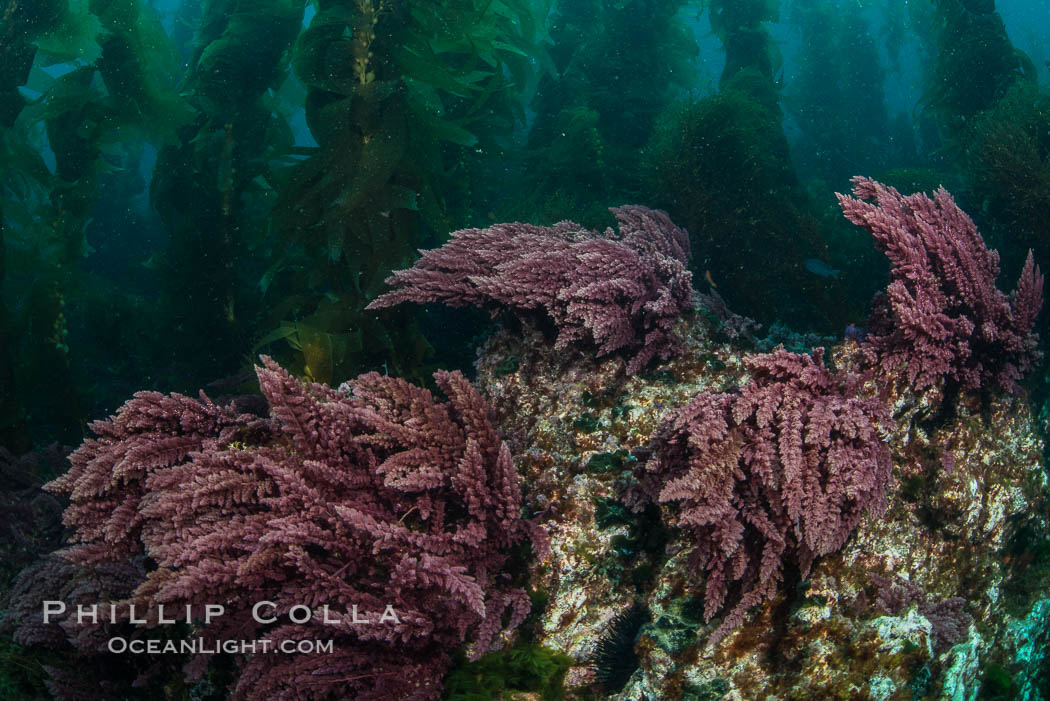 Asparagopsis taxiformis, red marine algae, growing on underwater rocky reef below kelp forest at San Clemente Island. California, USA, Asparagopsis taxiformis, natural history stock photograph, photo id 30938