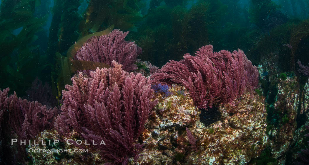 Asparagopsis taxiformis, red marine algae, growing on underwater rocky reef below kelp forest at San Clemente Island. California, USA, Asparagopsis taxiformis, natural history stock photograph, photo id 30936