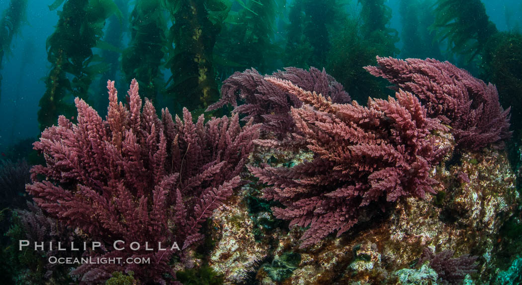 Asparagopsis taxiformis, red marine algae, growing on underwater rocky reef below kelp forest at San Clemente Island, Asparagopsis taxiformis