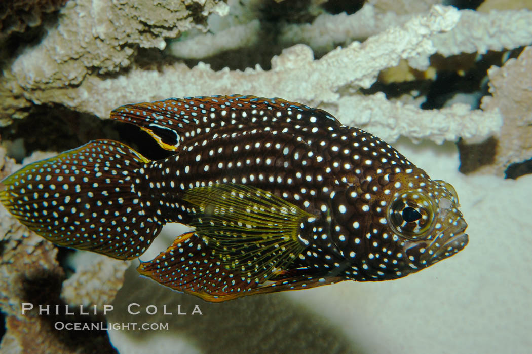 Mimic Roundhead., Calloplesiops altivelis, natural history stock photograph, photo id 09236