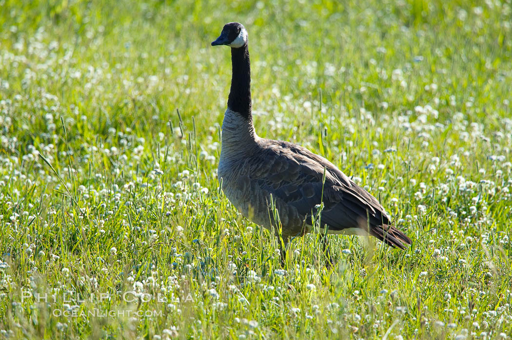 Canada geese along the Yellowstone River. Hayden Valley, Yellowstone National Park, Wyoming, USA, Branta canadensis, natural history stock photograph, photo id 13115