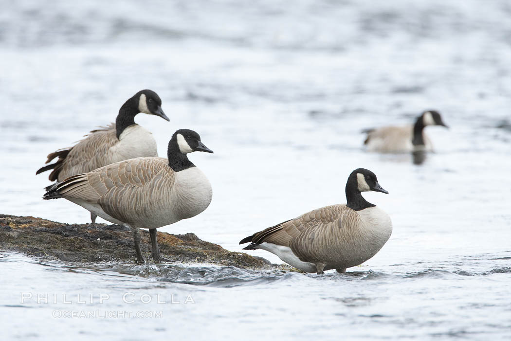 Canada geese on the Yellowstone River. Yellowstone National Park, Wyoming, USA, Branta canadensis, natural history stock photograph, photo id 19571
