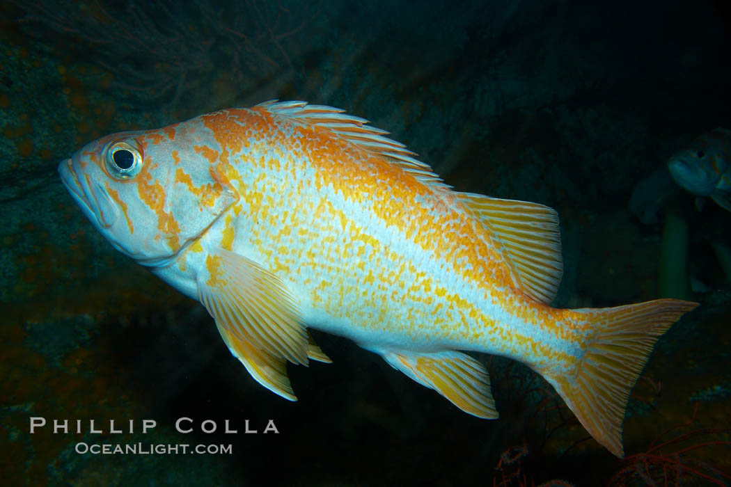 Canary rockfish., Sebastes pinniger, natural history stock photograph, photo id 21517