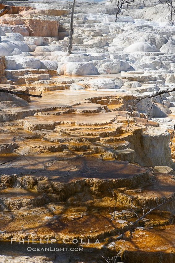 Travertine terraces below Canary Spring with dead trees permanently entombed in the hardened terraces. Mammoth Hot Springs, Yellowstone National Park, Wyoming, USA, natural history stock photograph, photo id 13620