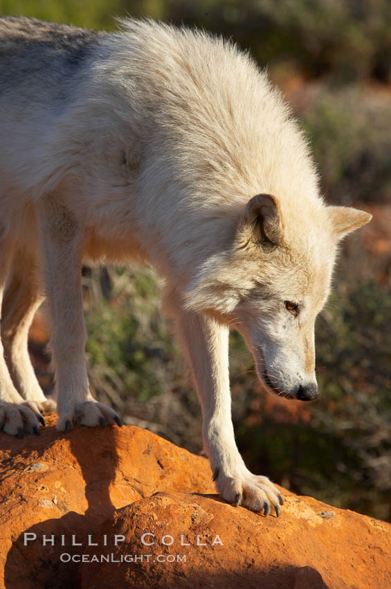 Gray wolf., Canis lupus, natural history stock photograph, photo id 12442