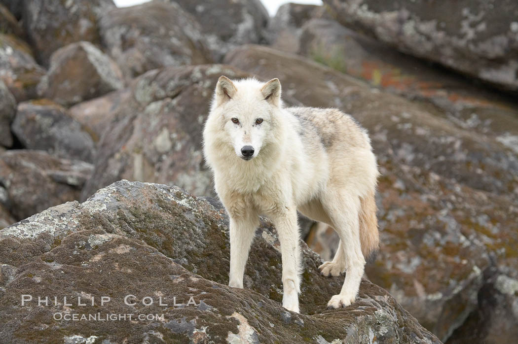 Gray wolf, Sierra Nevada foothills, Mariposa, California., Canis lupus, natural history stock photograph, photo id 16034