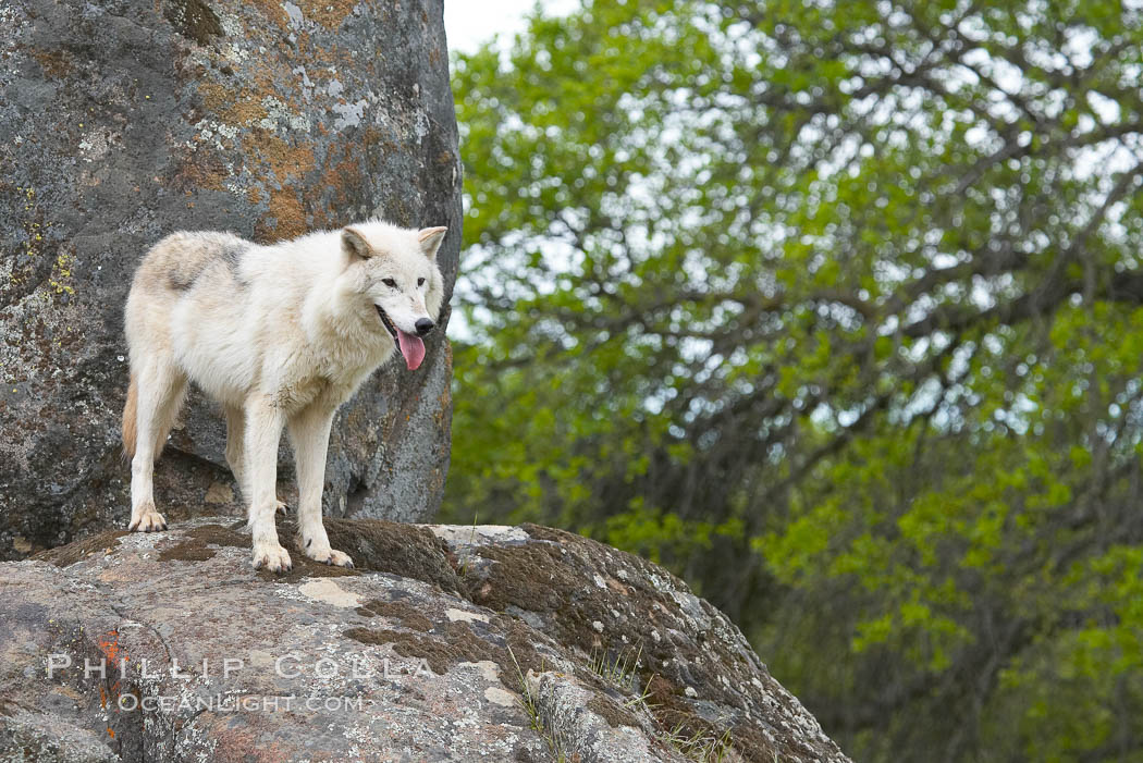 Gray wolf, Sierra Nevada foothills, Mariposa, California., Canis lupus, natural history stock photograph, photo id 16046