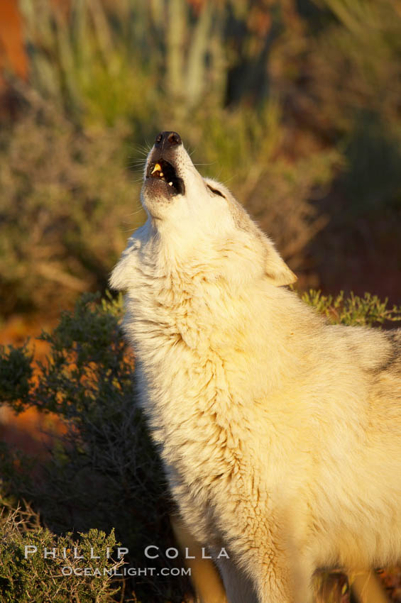 Gray wolf howling., Canis lupus, natural history stock photograph, photo id 12436