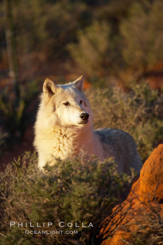 Gray wolf., Canis lupus, natural history stock photograph, photo id 12415