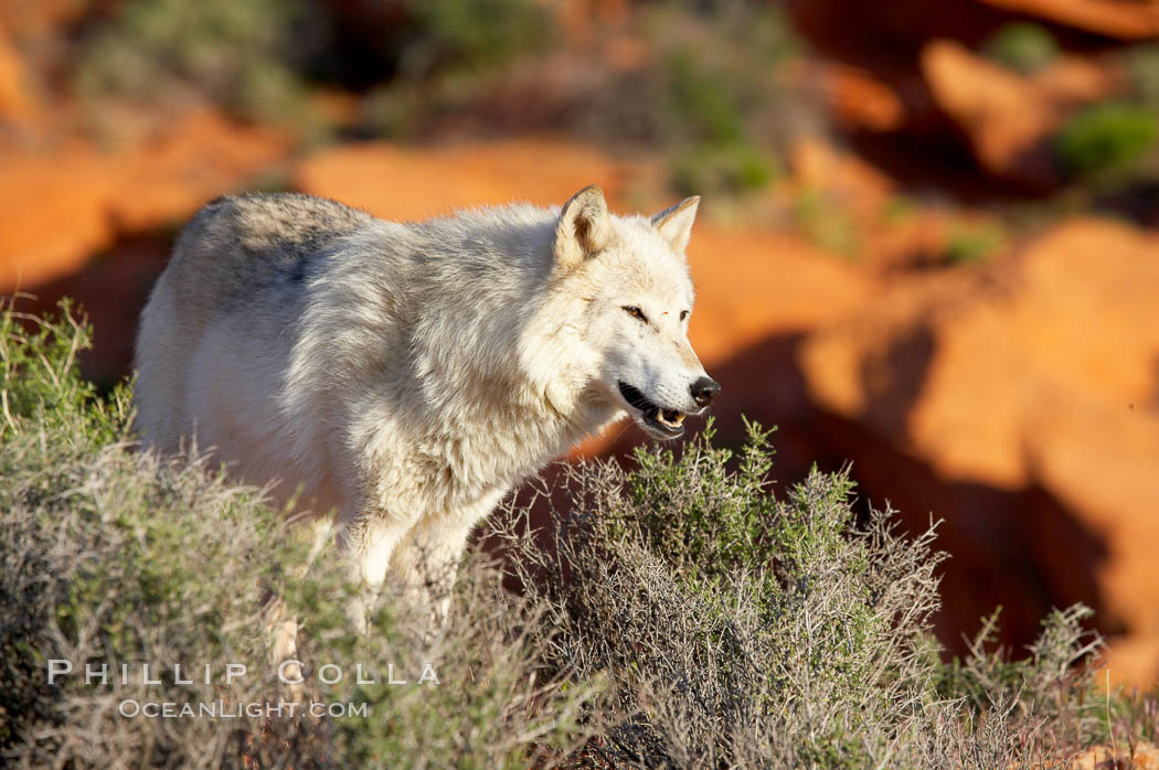Gray wolf., Canis lupus, natural history stock photograph, photo id 12427