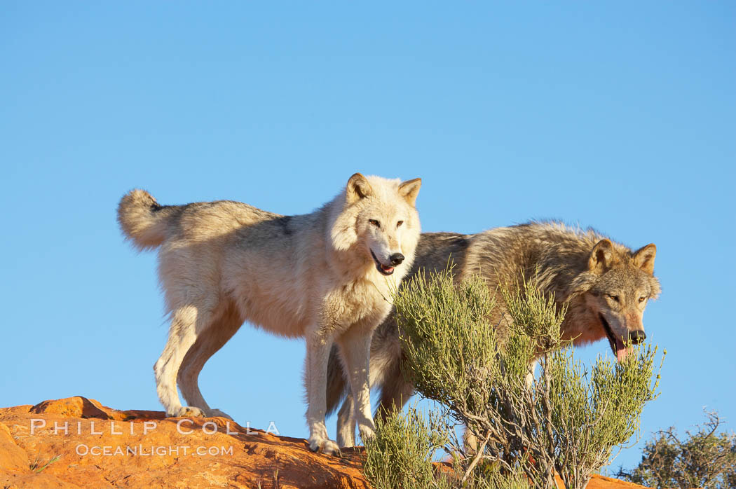 Gray wolf., Canis lupus, natural history stock photograph, photo id 12439