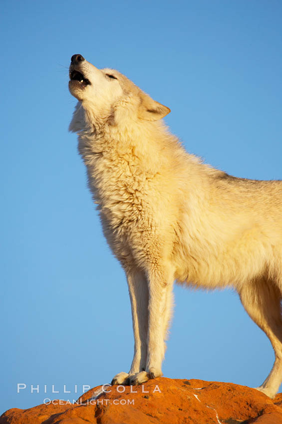 Gray wolf howling., Canis lupus, natural history stock photograph, photo id 12397