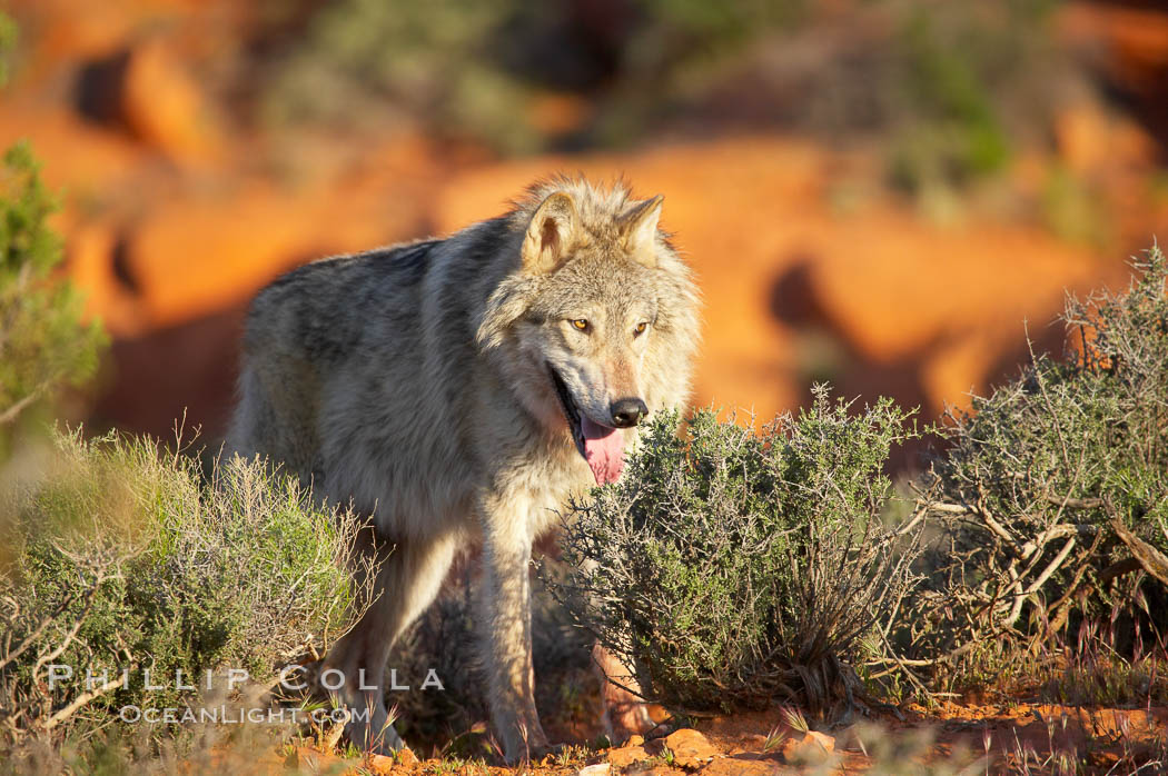 Gray wolf., Canis lupus, natural history stock photograph, photo id 12421