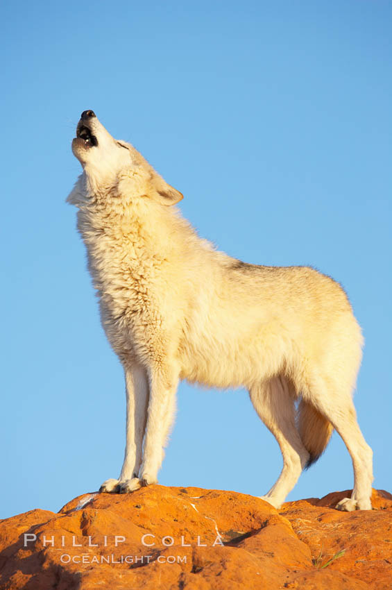 Gray wolf howling., Canis lupus, natural history stock photograph, photo id 12433