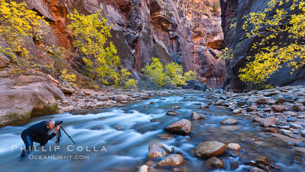 Photographer in the Virgin River Narrows, with flowing water, autumn cottonwood trees and towering red sandstone cliffs. Zion National Park, Utah, USA, natural history stock photograph, photo id 26106