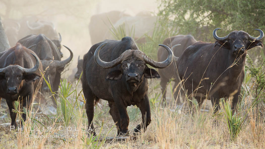 Cape Buffalo herd, Meru National Park, Kenya., Syncerus caffer, natural history stock photograph, photo id 29638