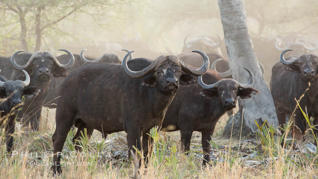 Cape Buffalo herd, Meru National Park, Kenya., Syncerus caffer, natural history stock photograph, photo id 29637