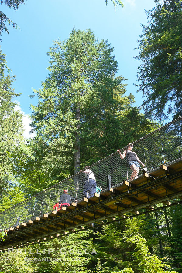 Capilano Suspension Bridge, 140 m (450 ft) long and hanging 70 m (230 ft) above the Capilano River.  The two pre-stressed steel cables supporting the bridge are each capable of supporting 45,000 kgs and together can hold about 1300 people., natural history stock photograph, photo id 21146
