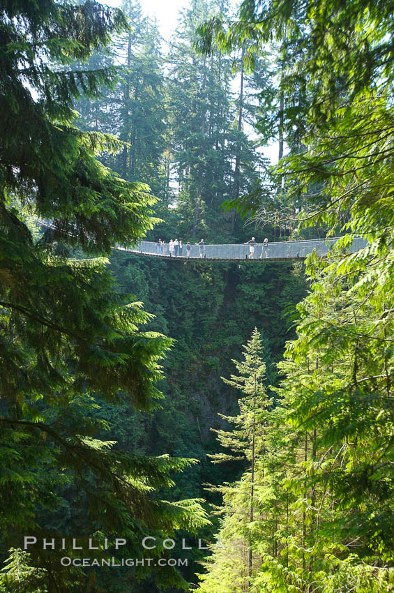 Capilano Suspension Bridge, 140 m (450 ft) long and hanging 70 m (230 ft) above the Capilano River.  The two pre-stressed steel cables supporting the bridge are each capable of supporting 45,000 kgs and together can hold about 1300 people, Vancouver, British Columbia, Canada