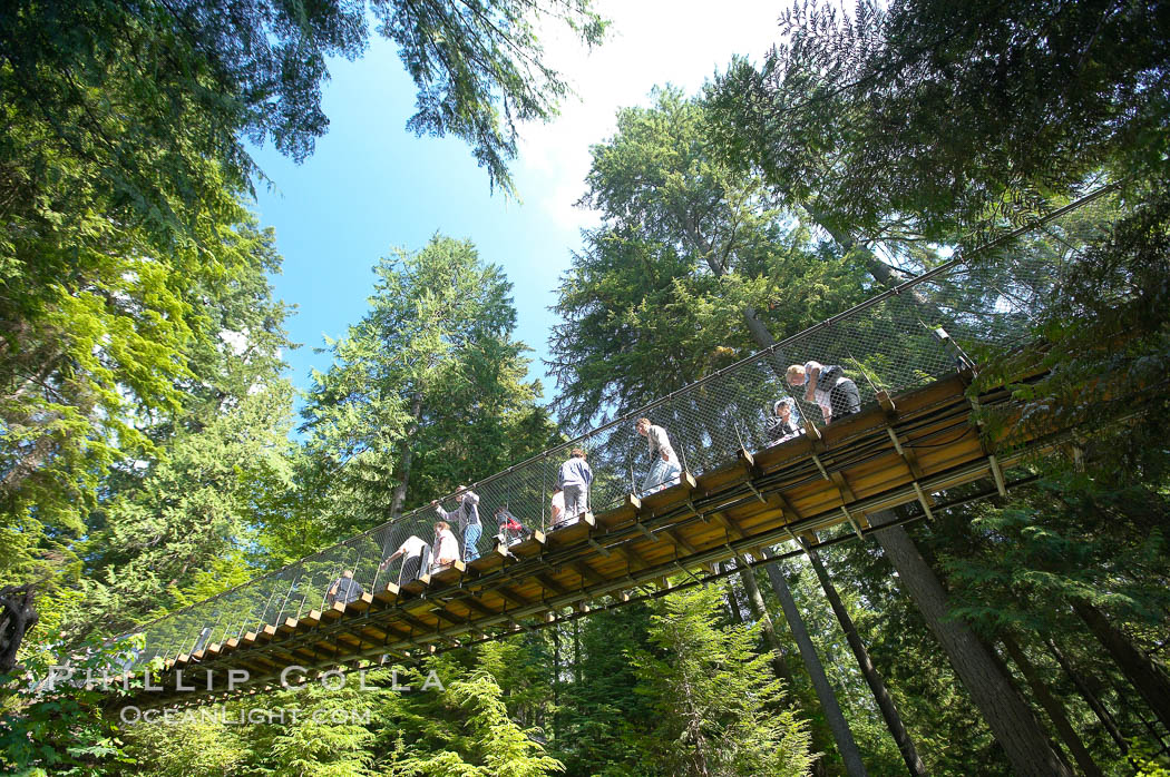 Capilano Suspension Bridge, 140 m (450 ft) long and hanging 70 m (230 ft) above the Capilano River.  The two pre-stressed steel cables supporting the bridge are each capable of supporting 45,000 kgs and together can hold about 1300 people. Vancouver, British Columbia, Canada, natural history stock photograph, photo id 21145