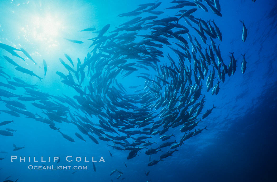 Jacks schooling. Cocos Island, Costa Rica, Caranx sexfasciatus, natural history stock photograph, photo id 05282