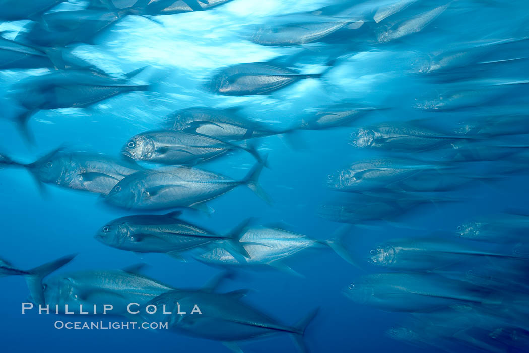 Bigeye trevally jacks, motion blur, schooling, Caranx sexfasciatus, Darwin Island