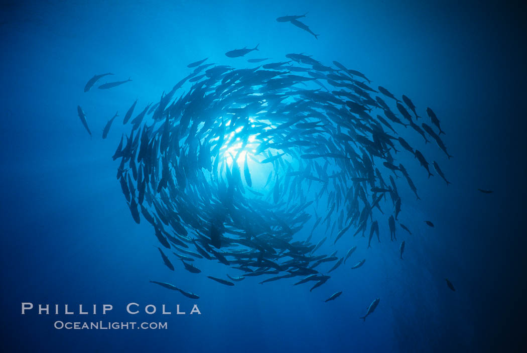 Schooling fish, circling jacks, Las Animas, Sea of Cortez, Baja California., Caranx sexfasciatus, natural history stock photograph, photo id 00249