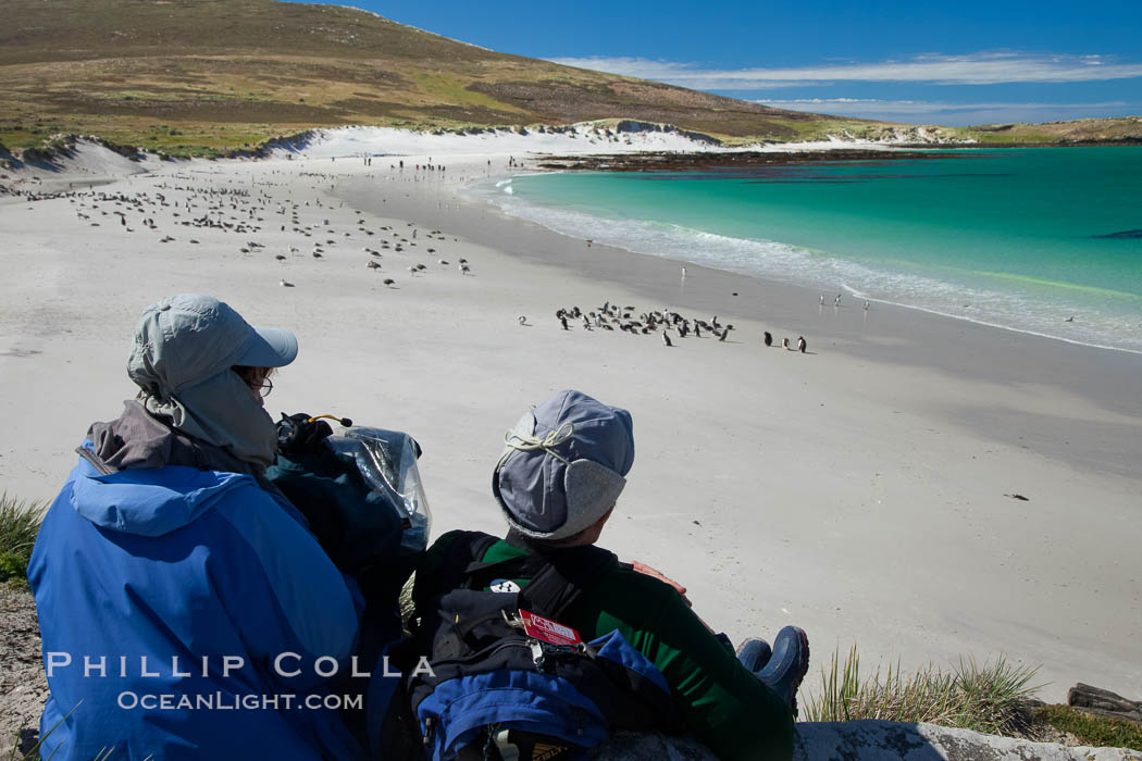 Visitors watch gentoo and Magellanic penguins on beautiful Leopard Beach, coming ashore after they have foraged at sea, Carcass Island