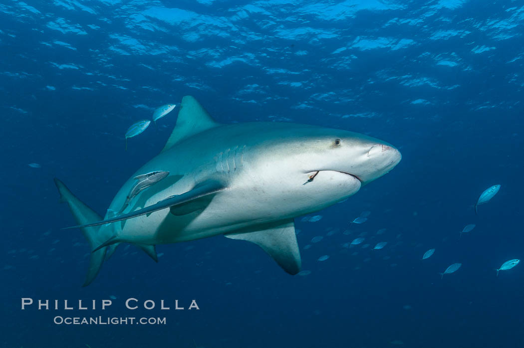 Bull shark. Great Isaac Island, Bahamas, Carcharhinus leucas, natural history stock photograph, photo id 12717