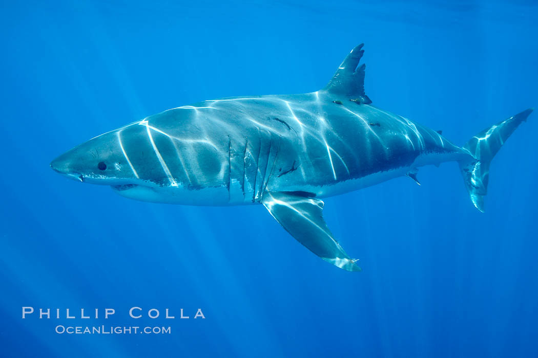 A great white shark swims through the clear waters of Isla Guadalupe, far offshore of the Pacific Coast of Mexico's Baja California. Guadalupe Island is host to a concentration of large great white sharks, which visit the island to feed on pinnipeds and use it as a staging area before journeying farther into the Pacific ocean. Guadalupe Island (Isla Guadalupe), Carcharodon carcharias, natural history stock photograph, photo id 19470