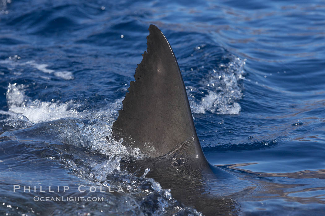 Great white shark, dorsal fin extended out of the water as it swims near the surface. Guadalupe Island (Isla Guadalupe), Baja California, Mexico, Carcharodon carcharias, natural history stock photograph, photo id 21354