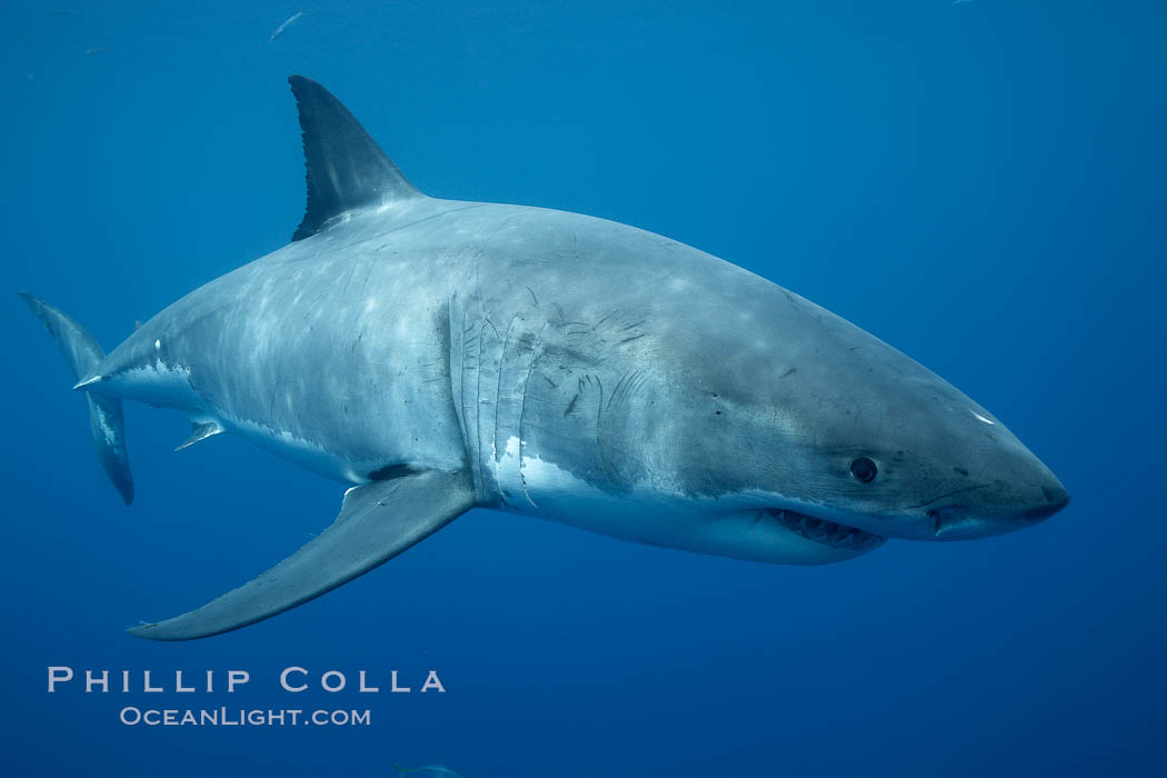 Great white shark, underwater. Guadalupe Island (Isla Guadalupe), Baja California, Mexico, Carcharodon carcharias, natural history stock photograph, photo id 21390