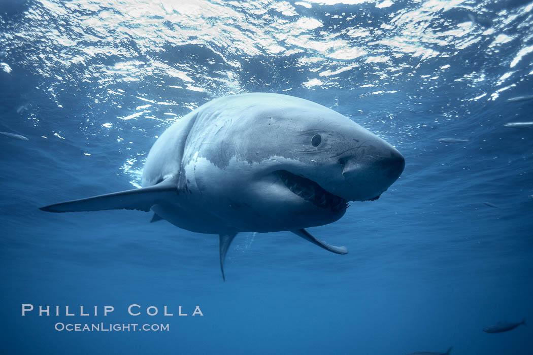 Great white shark, underwater. Guadalupe Island (Isla Guadalupe), Baja California, Mexico, Carcharodon carcharias, natural history stock photograph, photo id 21410