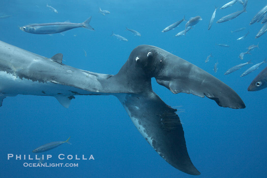 Injured caudal fin on an 11' great white shark, likely female, underwater., Carcharodon carcharias, natural history stock photograph, photo id 21414
