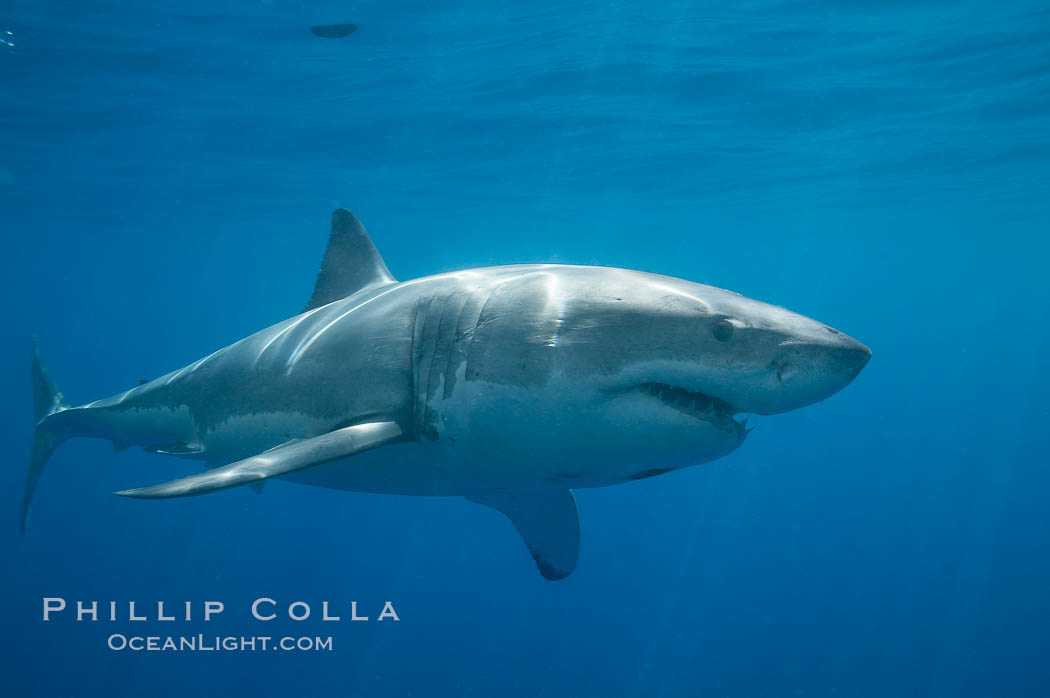 A great white shark swims toward the photographer.  Perhaps the shark is considering him as possible prey?  The photographer, a "shark diver" is safely situated in a sturdy metal cage.  The best  location in the world to "shark dive" to view great white sharks is Mexico's Guadalupe Island. Guadalupe Island (Isla Guadalupe), Baja California, Carcharodon carcharias, natural history stock photograph, photo id 19480