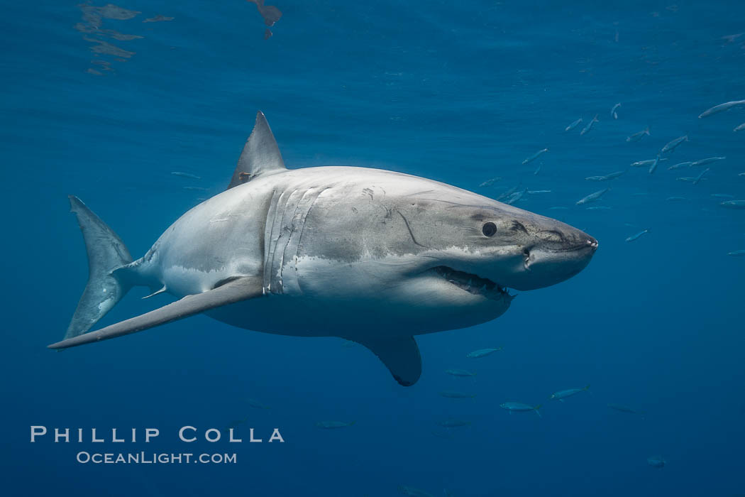 Great white shark, underwater. Guadalupe Island (Isla Guadalupe), Baja California, Mexico, Carcharodon carcharias, natural history stock photograph, photo id 21388