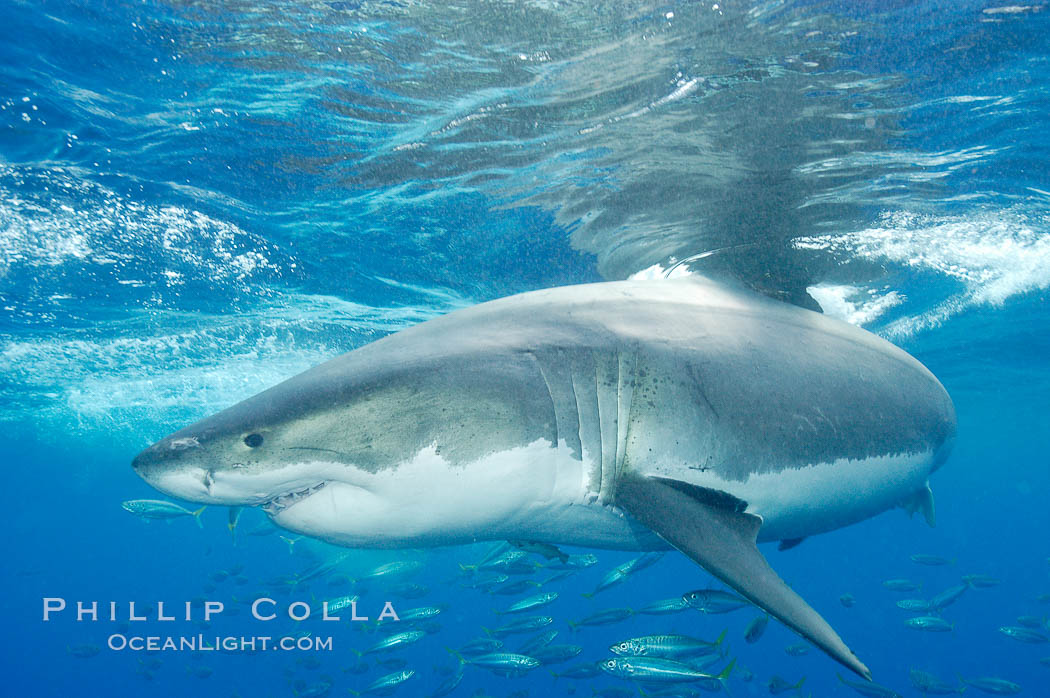 A great white shark underwater.  A large great white shark cruises the clear oceanic waters of Guadalupe Island (Isla Guadalupe). Baja California, Mexico, Carcharodon carcharias, natural history stock photograph, photo id 10111