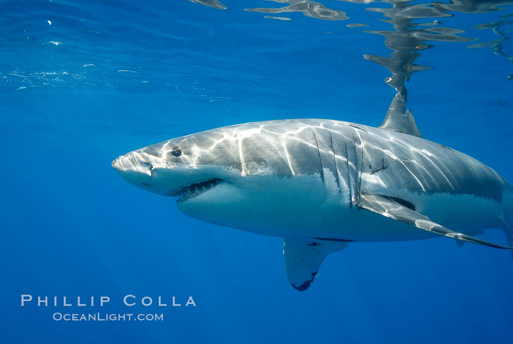 A great white shark is countershaded, with a dark gray dorsal color and light gray to white underside, making it more difficult for the shark's prey to see it as approaches from above or below in the water column.  The particular undulations of the countershading line along its side, where gray meets white, is unique to each shark and helps researchers to identify individual sharks in capture-recapture studies. Guadalupe Island is host to a relatively large population of great white sharks who, through a history of video and photographs showing their  countershading lines, are the subject of an ongoing study of shark behaviour, migration and population size. Guadalupe Island (Isla Guadalupe), Baja California, Mexico, Carcharodon carcharias, natural history stock photograph, photo id 19471