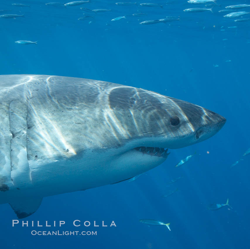 Great white shark. Guadalupe Island (Isla Guadalupe), Baja California, Mexico, Carcharodon carcharias, natural history stock photograph, photo id 20943