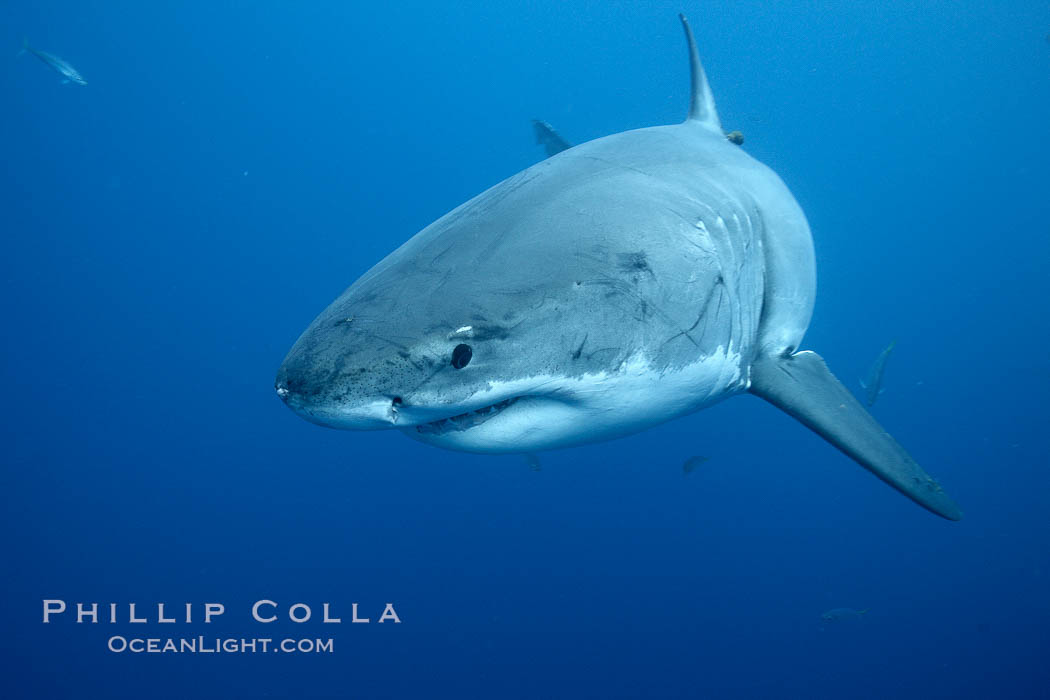 Great white shark, underwater. Guadalupe Island (Isla Guadalupe), Baja California, Mexico, Carcharodon carcharias, natural history stock photograph, photo id 21415