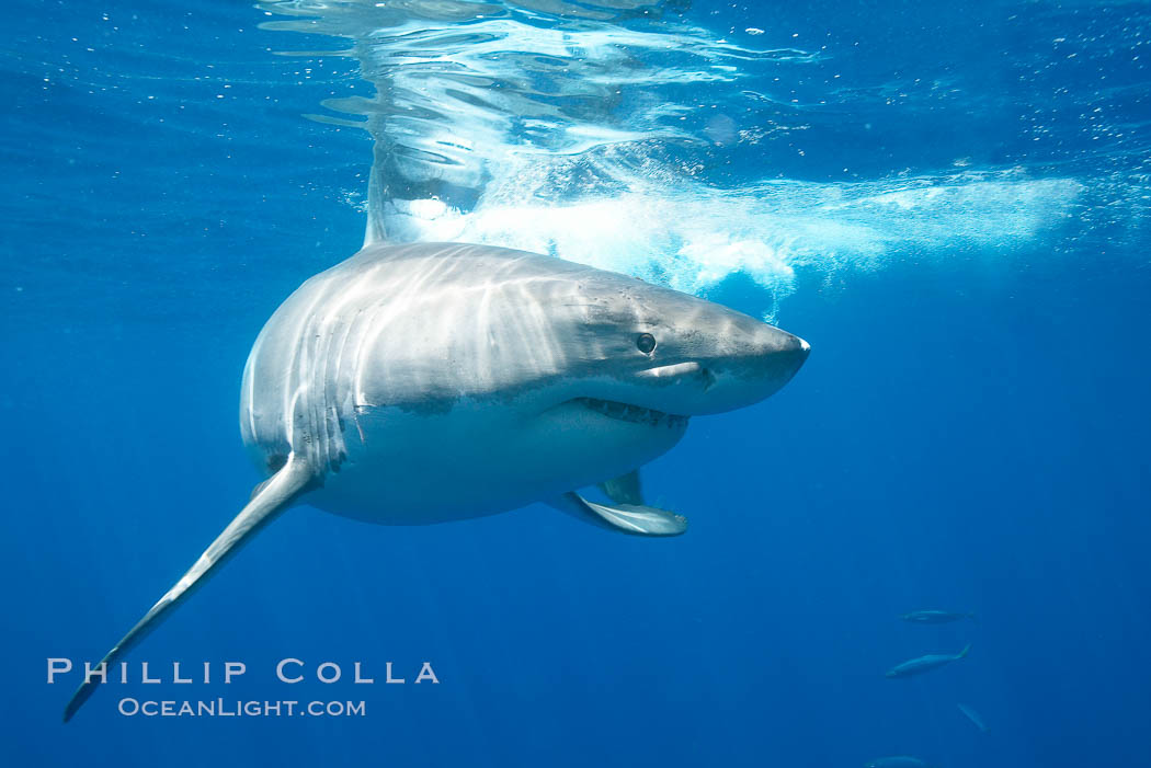 A great white shark swims through the clear waters of Isla Guadalupe, far offshore of the Pacific Coast of Mexico's Baja California. Guadalupe Island is host to a concentration of large great white sharks, which visit the island to feed on pinnipeds and use it as a staging area before journeying farther into the Pacific ocean. Guadalupe Island (Isla Guadalupe), Carcharodon carcharias, natural history stock photograph, photo id 19473