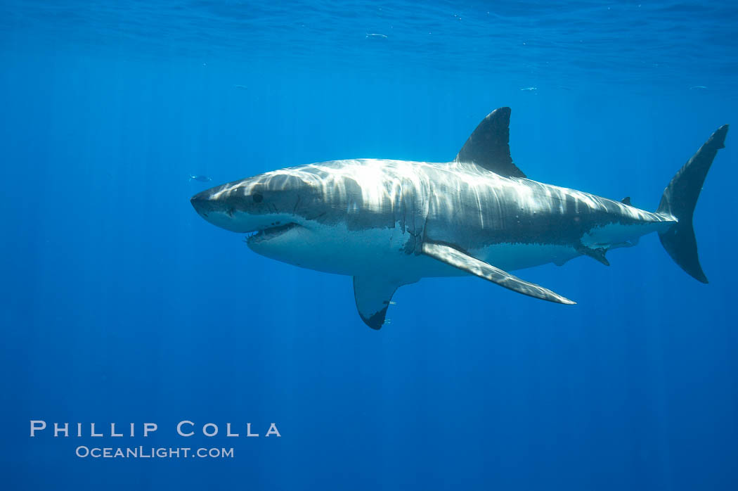 A great white shark is countershaded, with a dark gray dorsal color and light gray to white underside, making it more difficult for the shark's prey to see it as approaches from above or below in the water column.  The particular undulations of the countershading line along its side, where gray meets white, is unique to each shark and helps researchers to identify individual sharks in capture-recapture studies. Guadalupe Island is host to a relatively large population of great white sharks who, through a history of video and photographs showing their  countershading lines, are the subject of an ongoing study of shark behaviour, migration and population size. Guadalupe Island (Isla Guadalupe), Baja California, Mexico, Carcharodon carcharias, natural history stock photograph, photo id 19481