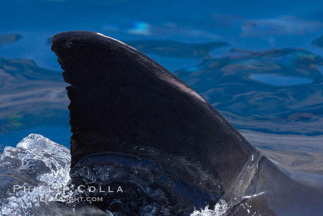 Dorsal fin of a great white shark breaks the surface as the shark swims just below, Carcharodon carcharias, Guadalupe Island (Isla Guadalupe)