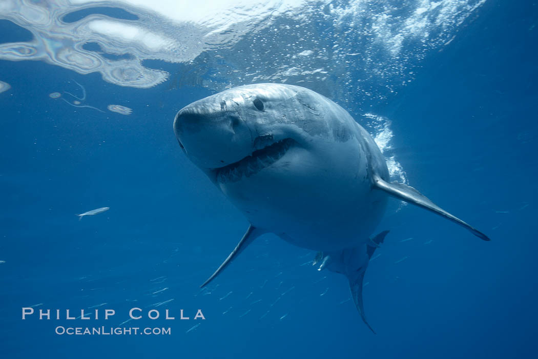 Great white shark, underwater., Carcharodon carcharias, natural history stock photograph, photo id 21389