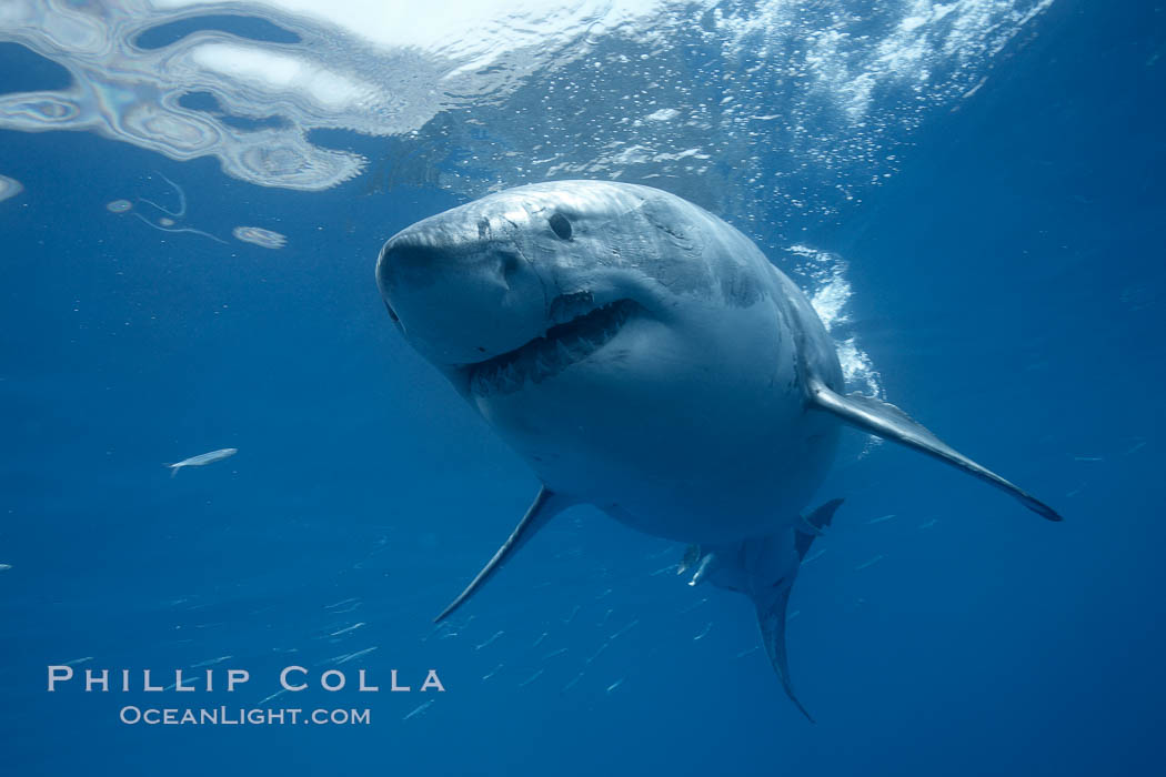 Great white shark, underwater. Guadalupe Island (Isla Guadalupe), Baja California, Mexico, Carcharodon carcharias, natural history stock photograph, photo id 21389