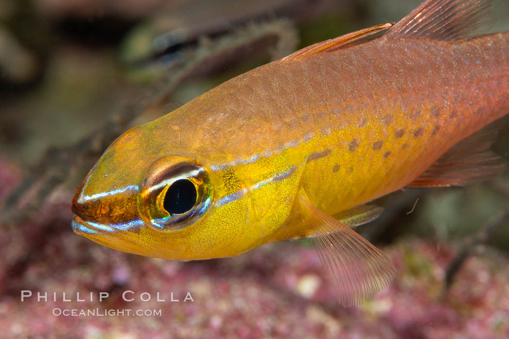 Cardinalfish, Fiji. Namena Marine Reserve, Namena Island, natural history stock photograph, photo id 34733